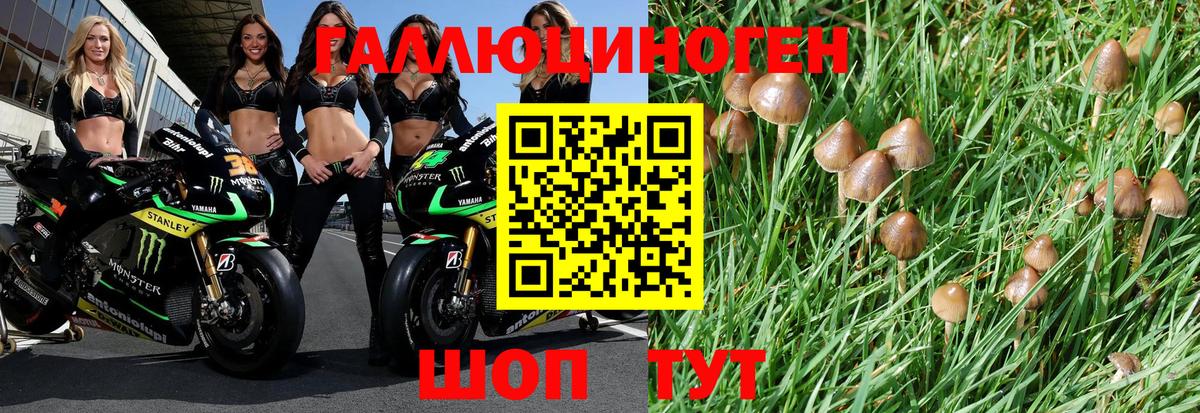 Галлюциногенные грибы Psilocybe Вольск